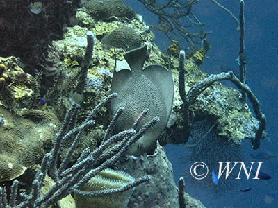 Gray Angelfish (Pomacanthus arcuatus)